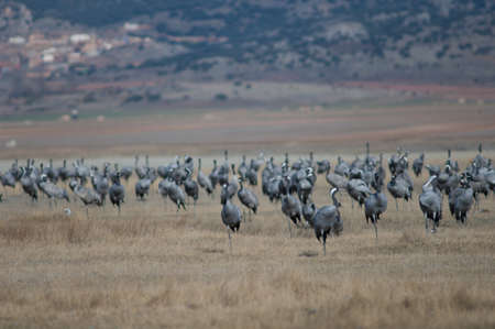 Common cranes Grus grus in a meadow.の写真素材