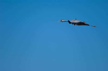 Common crane Grus grus in flight over the Gallocanta Lagoon.の写真素材
