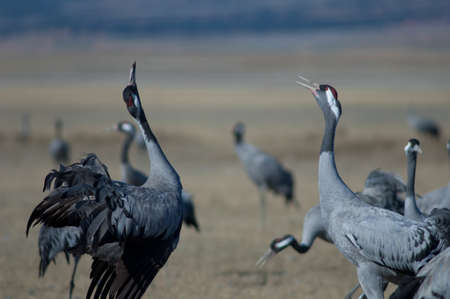 Common cranes Grus grus in a meadow.の写真素材