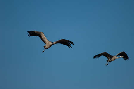 Common cranes Grus grus in flight over the Gallocanta Lagoon.の写真素材