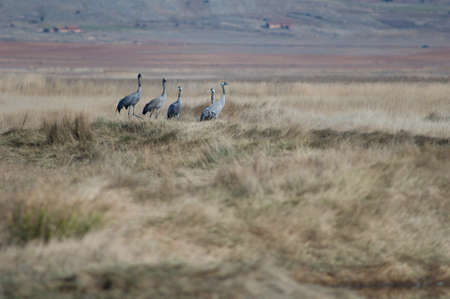 Common cranes Grus grus in a meadow.の写真素材