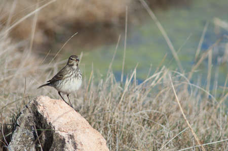Water pipit Anthus spinoletta next to a lagoon.