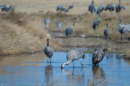 Common cranes Grus grus in a lagoon.の写真素材