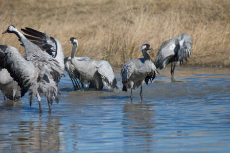Commun cranes Grus grus bathing in a lagoon.の写真素材