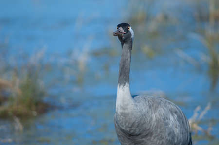Common crane Grus grus in a lagoon.の写真素材
