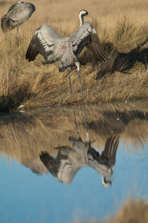 Common crane Grus grus in a lagoon.の写真素材
