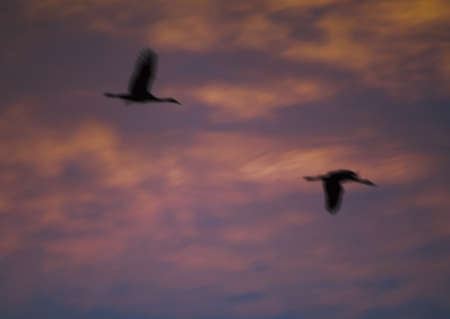 Common cranes Grus grus in flight at dawn.の写真素材
