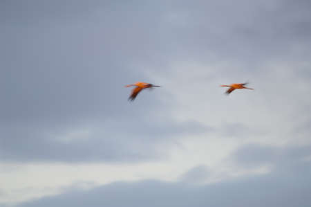 Common cranes Grus grus in flight at dawn.の写真素材