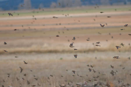 Common linnets Linaria cannabina parva in flight.