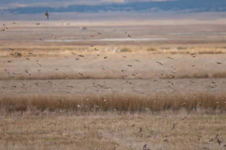 Flock of birds in flight in the Gallocanta Lagoon.の写真素材