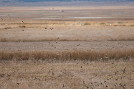 Flock of birds in flight in the Gallocanta Lagoon.の写真素材