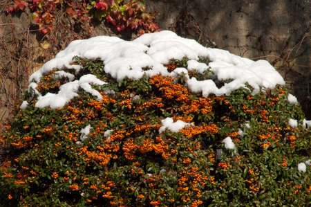 Bush with fruits and covered with snow.の写真素材
