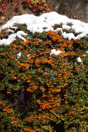 Bush with fruits and covered with snow.