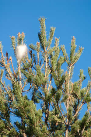 Tent of the pine processionary Thaumetopoea pityocampa.の写真素材