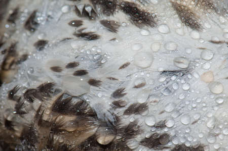 Detail of the song thrush Turdus philomelos plumage covered of dew drops.