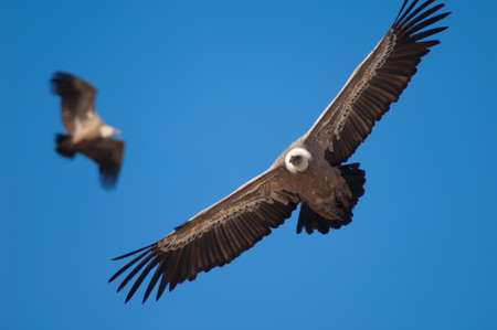 Griffon vultures Gyps fulvus in flight. Natural Park of the Mountains and Canyons of Guara. Huesca. Aragon. Spain.の写真素材
