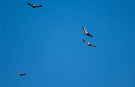 Griffon vultures Gyps fulvus in flight over the Guara mountains.の写真素材