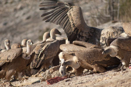 Griffon vultures Gyps fulvus eating in the Guara mountains.の写真素材