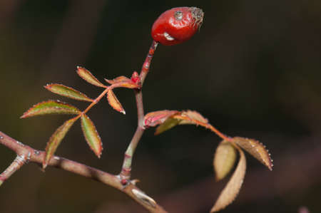 Fruit and leaves of dog rose Rosa canina.の写真素材