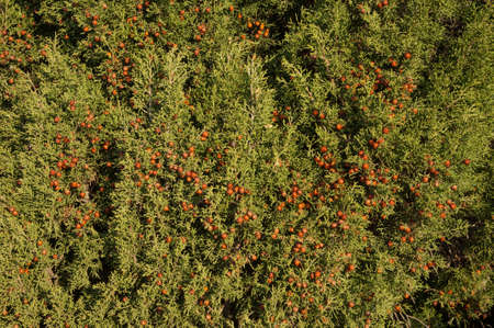 Phoenicean juniper Juniperus phoenicea in the Guara mountains.の写真素材