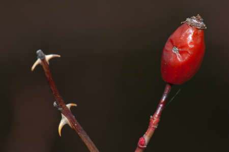 Fruit of dog rose Rosa canina in the Guara mountains.の写真素材