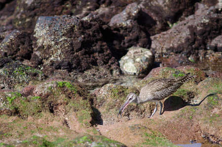 Whimbrel Numenius phaeopus capturing a crab. Arinaga. Aguimes. Gran Canaria. Canary Islands. Spain.の写真素材