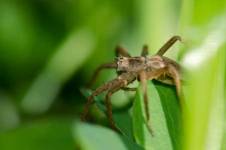 Wolf spider on the vegetation of a meadow. Gran Canaria. Canary Islands. Spain.の写真素材