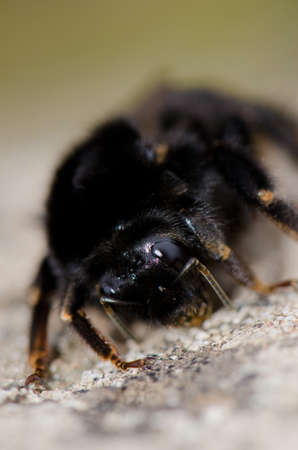 Bumblebee Bombus canariensis on the ground. Los Marteles Special Natural Reserve. Valsequillo. Gran...