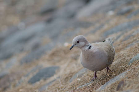 Eurasian collared dove Streptopelia decaocto in Arinaga. Aguimes. Gran Canaria. Canary Islands. Spain.の写真素材