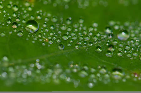 Dewdrops on the surface of a leaf. Guia. Gran Canaria. Canary Islands. Spain.