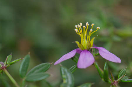 Flower of vine in Aguimes. Gran Canaria. Canary Islands. Spain.