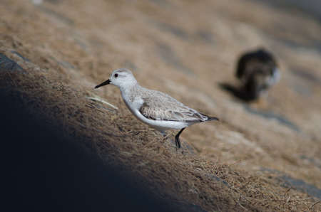 Sanderling Calidris alba in Arinaga. Aguimes. Gran Canaria. Canary Islands. Spain.の写真素材