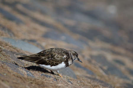 Ruddy turnstone Arenaria interpres in Arinaga. Aguimes. Gran Canaria. Canary Islands. Spain.の写真素材