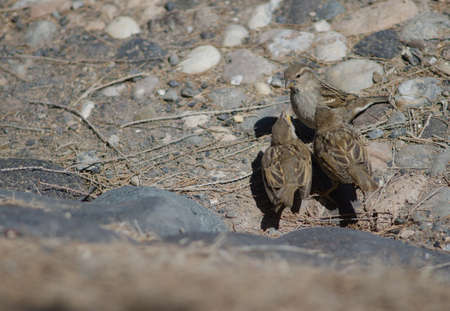 Juveniles Spanish sparrow Passer hispaniolensis asking food to his mother. Arinaga. Aguimes. Gran...