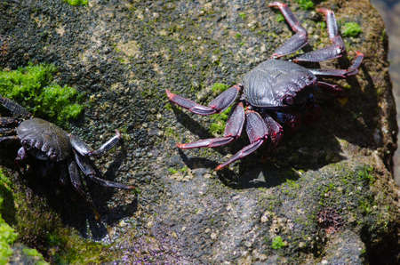 Rock crabs Grapsus adscensionis in Arinaga. Aguimes. Gran Canaria. Canary Islands. Spain.