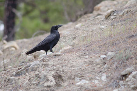 Canary Islands raven Corvus corax canariensis. Cruz de Pajonales. The Nublo Rural Park. Tejeda. Gran Canaria. Canary Islands. Spain.の写真素材