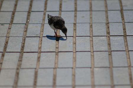 Ruddy turnstone Arenaria interpres searching for food in a avenue. Arinaga. Aguimes. Gran Canaria....