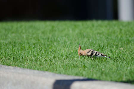 Eurasian hoopoe Upupa epops searching for food in a garden. Maspalomas. San Bartolome de Tirajana. Gran Canaria. Canary Islands. Spain.の写真素材