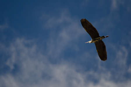 Grey heron Ardea cinerea in flight. Pond of Maspalomas. San Bartolome de Tirajana. Gran Canaria. Canary Islands. Spain.の写真素材