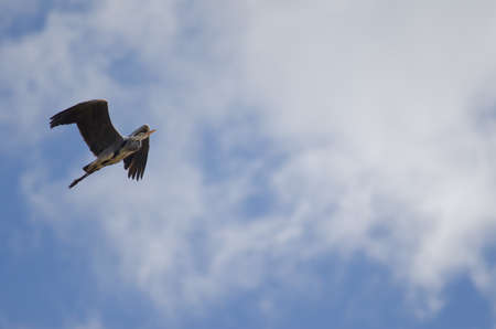 Grey heron Ardea cinerea in flight. Pond of Maspalomas. San Bartolome de Tirajana. Gran Canaria. Canary Islands. Spain.の写真素材
