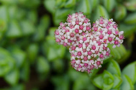 Inflorescence in the Botanical Garden Viera y Clavijo. Tafira. Las Palmas de Gran Canaria. Gran...