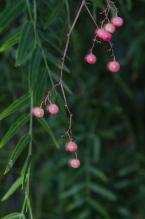 Berries of Peruvian pepper Schinus molle moving by the wind. La Pasadilla. Ingenio. Gran Canaria. Canary Islands. Spain.の写真素材