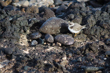 Common ringed plover Charadrius hiaticula in Arinaga. Aguimes. Gran Canaria. Canary Islands. Spain.の写真素材