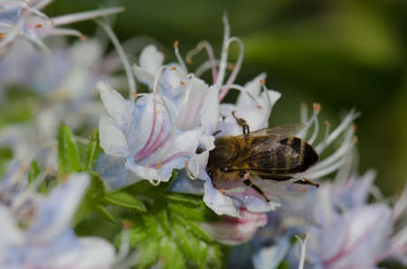 Honey bee Apis mellifera feeding on a flower of Echium decaisnei. Guayadeque ravine. Aguimes. Gran...