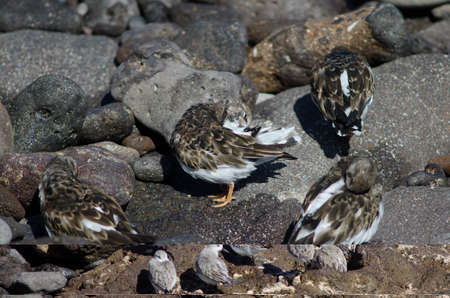 Ruddy turnstones Arenaria interpres preening in Arinaga. Aguimes. Gran Canaria. Canary Islands. Spain.の写真素材