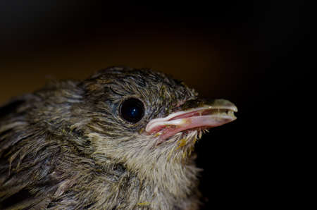 Chick blackcap Sylvia atricapilla eating. Gran Canaria. Canary Islands. Spain.