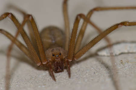 Mediterranean recluse spider Loxosceles rufescens. Cruz de Pajonales. Integral Natural Reserve of...