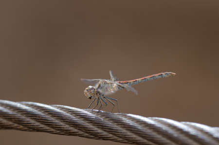 Immature male of red-veined darter Sympetrum fonscolombii.の写真素材