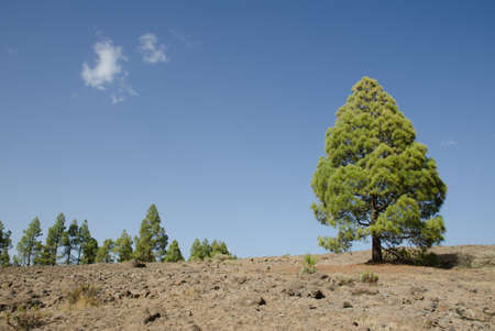 Canary Island pine Pinus canariensis on a rocky ground. The Nublo Rural Park. Tejeda. Gran Canaria. Canary Islands. Spain.の写真素材