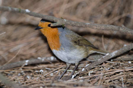 Robin Erithacus rubecula superbus on the ground. The Nublo Rural Park. Tejeda. Gran Canaria. Canary...